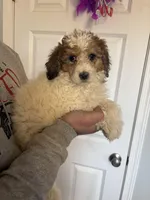 Peaches, a female Poodle - Miniature  for sale in Oak Harbor, OH – Photo 3 of 4