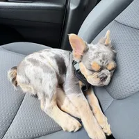 Tito, a male French Bulldog for sale in Painesville, OH – 3 of 7