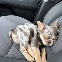 Tito, a male French Bulldog for sale in Painesville, OH – 5 of 7
