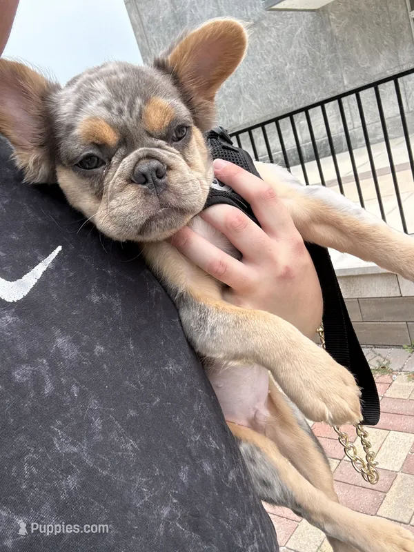 Tito – French Bulldog puppy for sale in Painesville, OH