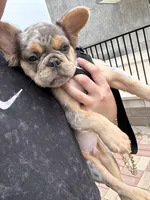 Tito, a male French Bulldog for sale in Painesville, OH – 1 of 7