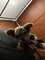 Tito, a male French Bulldog for sale in Painesville, OH – 2 of 7