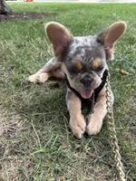 Tito, a male French Bulldog for sale in Painesville, OH – 4 of 7