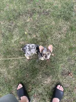Tito, a male French Bulldog for sale in Painesville, OH – 6 of 7