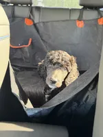 Ace, a male Poodle - Standard  for sale in Houston, TX – 2 of 3
