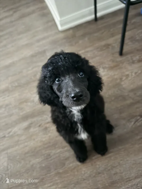 Ace – Poodle - Standard  puppy for sale in Houston, TX