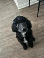 Ace, a male Poodle - Standard  for sale in Houston, TX – 1 of 3