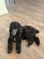 Ace, a male Poodle - Standard  for sale in Houston, TX – 3 of 3