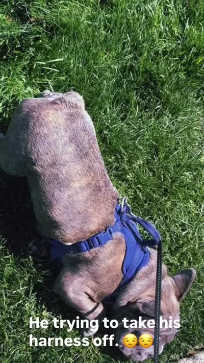 Chance, a male French Bulldog for sale in Newark, NJ – 4 of 7