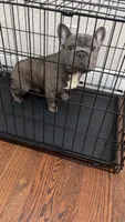 Chance, a male French Bulldog for sale in Newark, NJ – 6 of 7