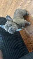 Chance, a male French Bulldog for sale in Newark, NJ – 1 of 7