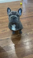 Chance, a male French Bulldog for sale in Newark, NJ – 2 of 7