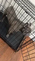 Chance, a male French Bulldog for sale in Newark, NJ – 5 of 7