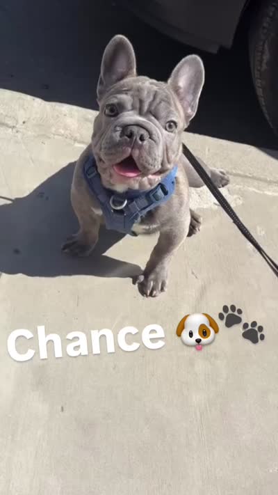 Chance, a male French Bulldog for sale in Newark, NJ – 3 of 7