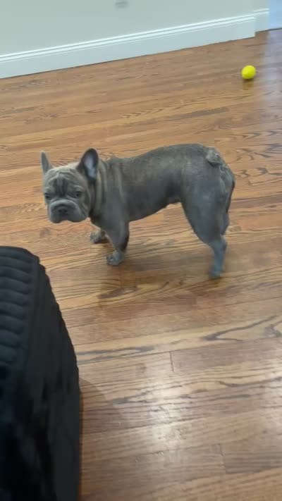 Chance, a male French Bulldog for sale in Newark, NJ – 7 of 7