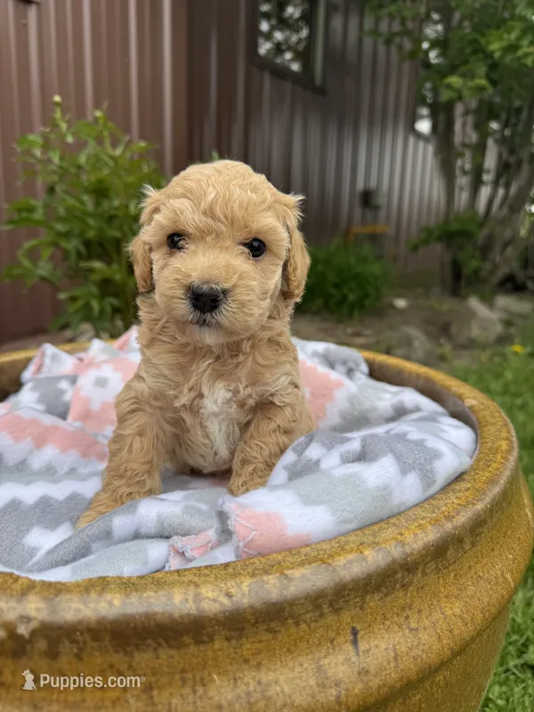 Murphy – Bichpoo puppy for sale in Malone, NY