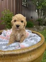 Murphy, a male Bichpoo for sale in Malone, NY – 1 of 2