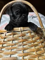 Piper, a female Pug for sale in Malone, NY – 1 of 1