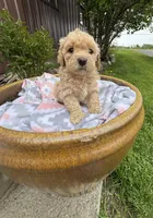Monte, a male Bichpoo for sale in Malone, NY – 2 of 2