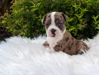 Bowser, a male Frenchton for sale in Malone, NY – Photo 1 of 4