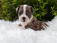 Bowser, a male Frenchton for sale in Malone, NY – Photo 2 of 4