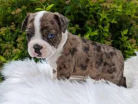 Bowser, a male Frenchton for sale in Malone, NY – Photo 4 of 4