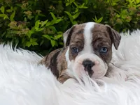 Bowser, a male Frenchton for sale in Malone, NY – Photo 3 of 4