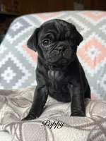 Poppy, a female Pug for sale in Malone, NY – 1 of 1
