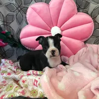Sparky, a male Boston Terrier for sale in Malone, NY – Photo 2 of 3