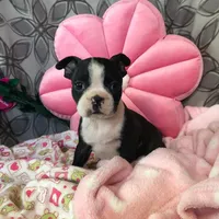 Sparky, a male Boston Terrier for sale in Malone, NY – Photo 1 of 3