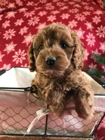 caramel, a female Cockapoo for sale in Malone, NY – Photo 4 of 4