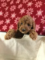 caramel, a female Cockapoo for sale in Malone, NY – Photo 3 of 4