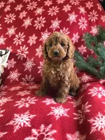 caramel, a female Cockapoo for sale in Malone, NY – Photo 1 of 4