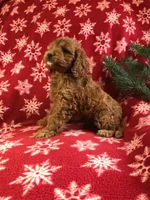caramel, a female Cockapoo for sale in Malone, NY – Photo 2 of 4