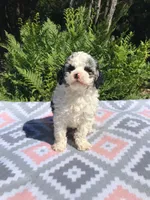 Teddy, a male Poodle - Miniature  for sale in Malone, NY – Photo 4 of 5