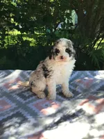 Teddy, a male Poodle - Miniature  for sale in Malone, NY – Photo 5 of 5