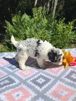 Teddy, a male Poodle - Miniature  for sale in Malone, NY – Photo 3 of 5