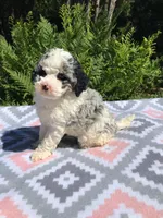 Teddy, a male Poodle - Miniature  for sale in Malone, NY – Photo 1 of 5