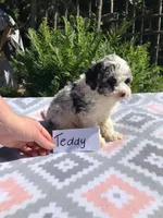 Teddy, a male Poodle - Miniature  for sale in Malone, NY – Photo 2 of 5