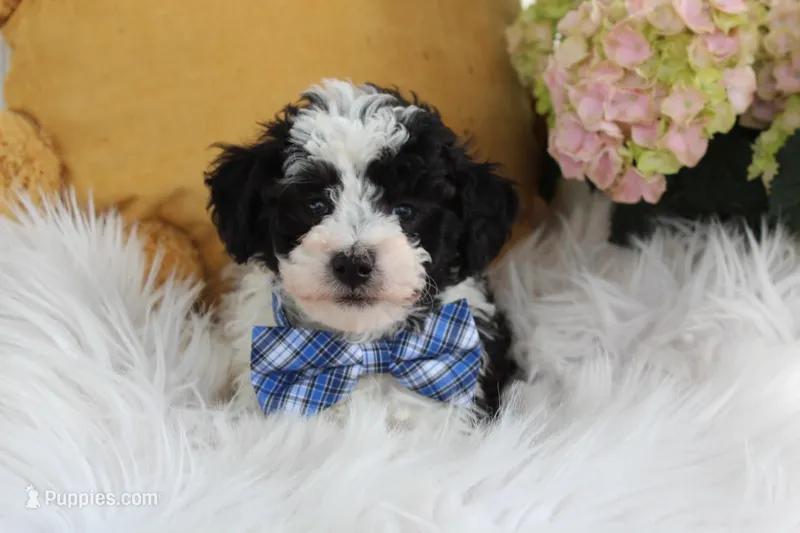 Kirby, a male Bichpoo for sale in Malone, NY – Photo 1 of 4