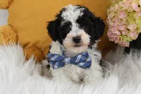 Kirby, a male Bichpoo for sale in Malone, NY – Photo 4 of 4