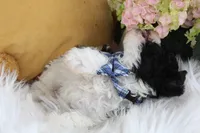 Kirby, a male Bichpoo for sale in Malone, NY – Photo 2 of 4