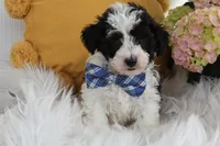 Kirby, a male Bichpoo for sale in Malone, NY – Photo 3 of 4