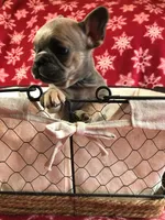 Freddy, a male French Bulldog for sale in Malone, NY – Photo 3 of 3