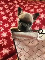 Freddy, a male French Bulldog for sale in Malone, NY – Photo 2 of 3