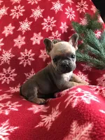 Freddy, a male French Bulldog for sale in Malone, NY – Photo 1 of 3
