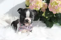 Jack, a male Boston Terrier for sale in Malone, NY – Photo 2 of 5