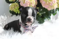 Jack, a male Boston Terrier for sale in Malone, NY – Photo 4 of 5