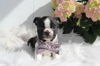 Jack, a male Boston Terrier for sale in Malone, NY – Photo 3 of 5