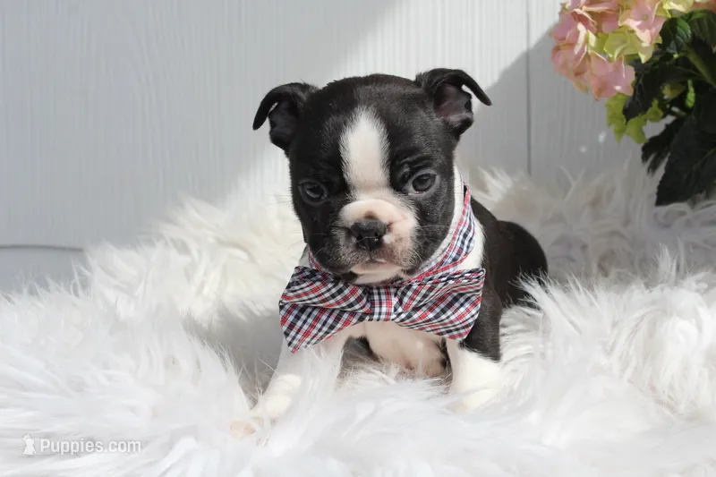 Jack, a male Boston Terrier for sale in Malone, NY – Photo 1 of 5